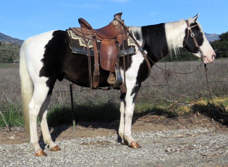 6 YEAR OLD 14.2 HAND BLACK AND WHITE PAINT GELDING