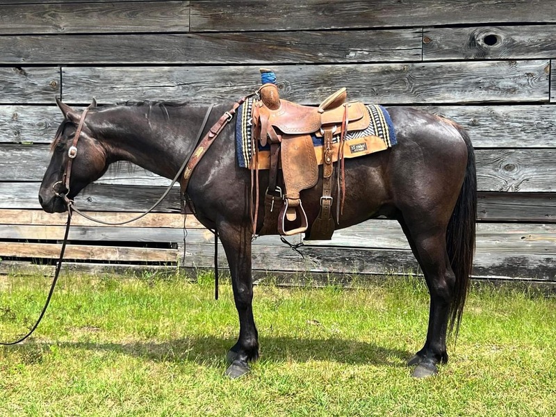 8 year old Bay QH Cross Gelding Trail Horse