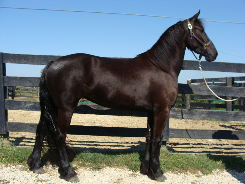 REGISTERED FRIESIAN SPORT HORSE MARE, SUPER BROKE TO RIDE AND DRIVE