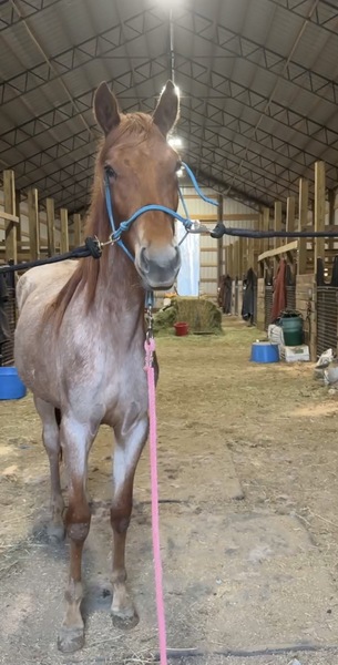 Stunning Red Roan Filly 
