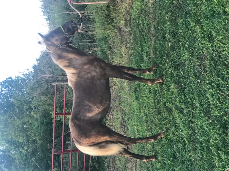 Beautiful Chocolate Weanling Colt 