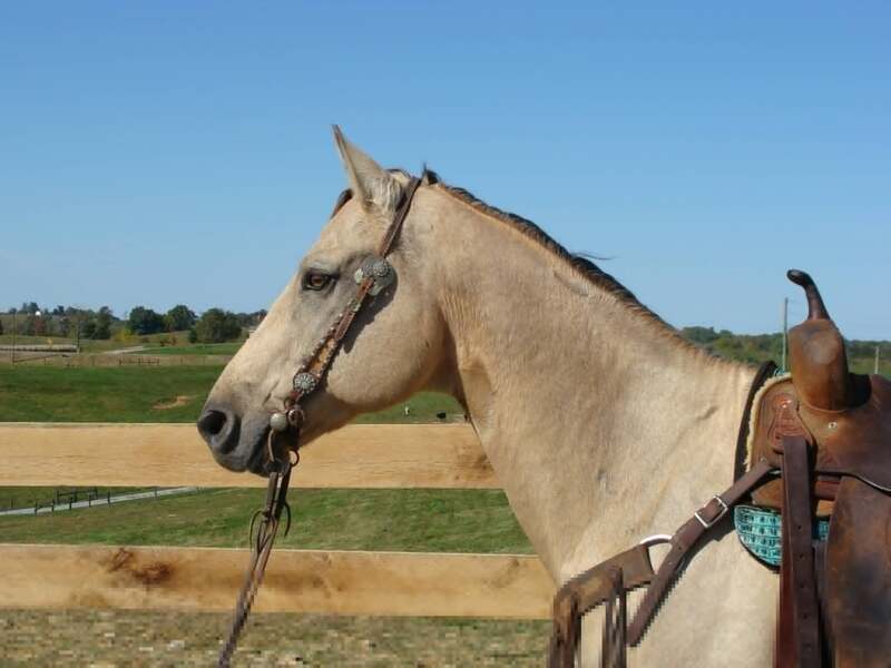 NICE BUTTERMILK BUCKSKIN QUARTER HORSE GELDING, RANCH WORK TRAIL RIDE, CHECK FENCES For Sale in