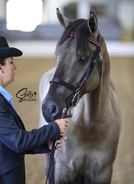 100% Homozygous Dark Grulla Stallion 