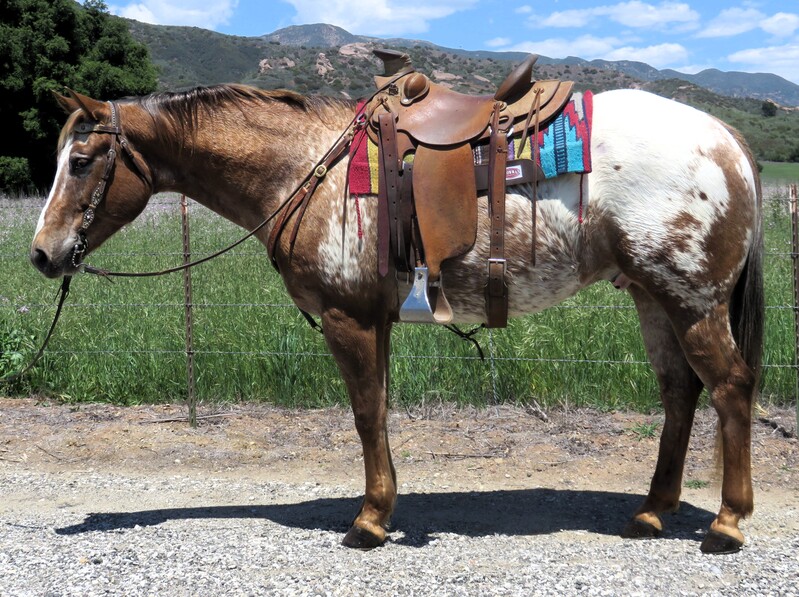 7 YEAR OLD 15.2 HAND APPY GELDING +++VIDEO+++