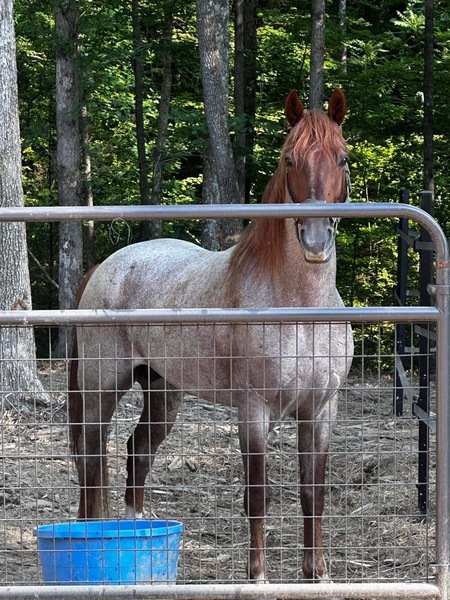 Gorgeous Bay Roan 2 Yr Old Colt