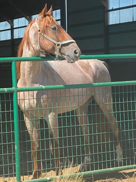 Gorgeous Bay Roan 2 Yr Old Colt