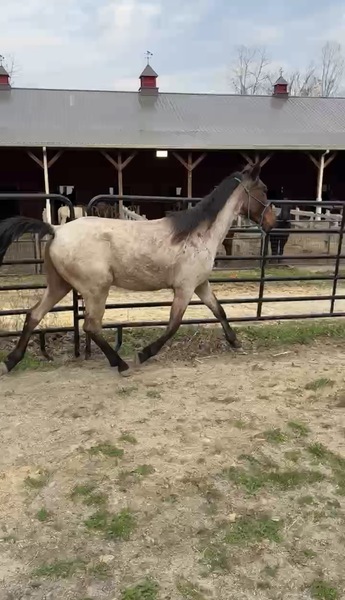Gorgeous Bay Roan 2 Yr Old Colt