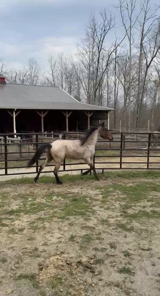 Gorgeous Bay Roan 2 Yr Old Colt