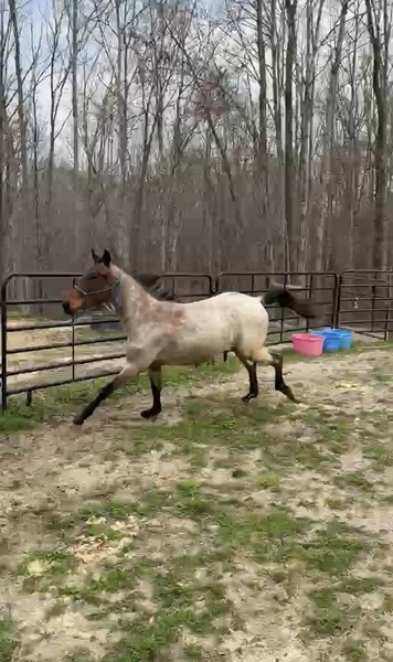 Gorgeous Bay Roan 2 Yr Old Colt 