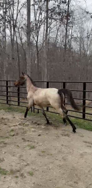 Gorgeous Bay Roan 2 Yr Old Colt