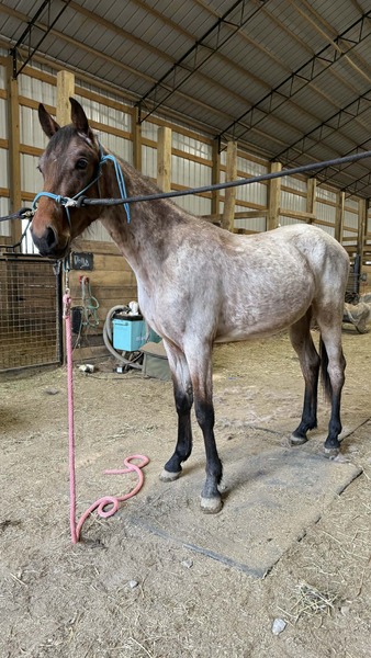 Gorgeous Bay Roan 2 Yr Old Colt