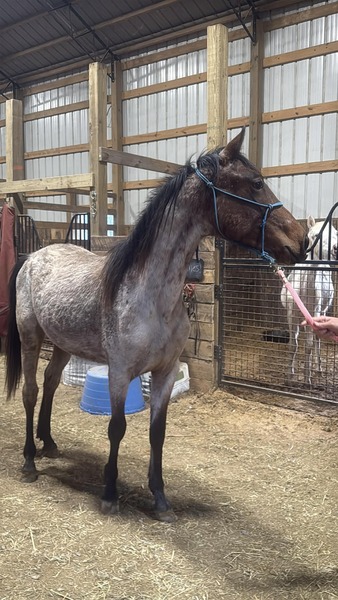 Gorgeous Bay Roan 2 Yr Old Colt