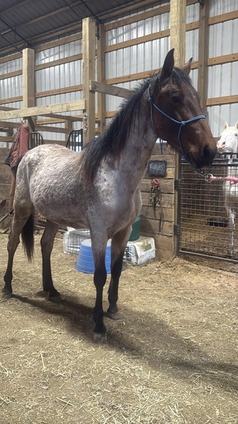 Gorgeous Bay Roan 2 Yr Old Colt