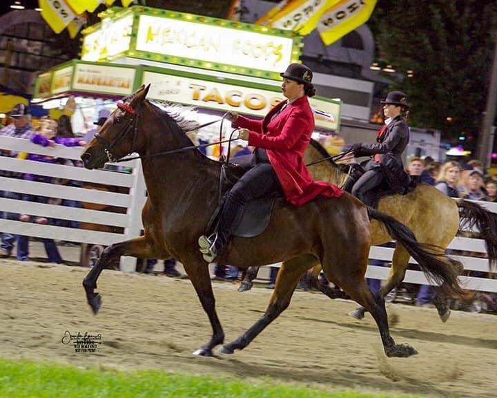 Gorgeous Bay Roan 2 Yr Old Colt
