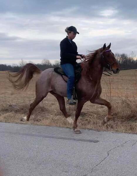 Gorgeous Bay Roan 2 Yr Old Colt