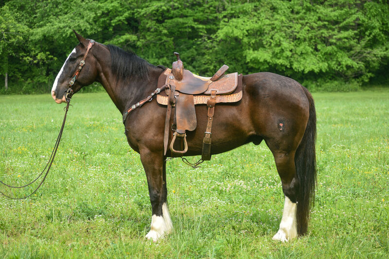 SUPER THICK 16 HAND SHIRE QUARTER HORSE CROSSBRED GELDING, RIDES AND DRIVES  For Sale in Fleming, Kentucky, United States of America | EquinePromoter