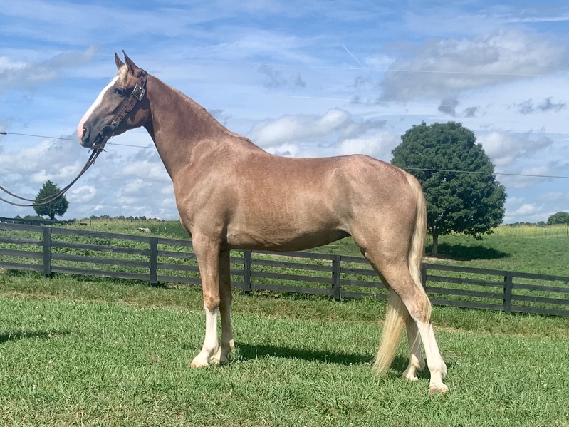 Beautiful Strawberry Roan Trail Horse For Sale in Casey, Kentucky