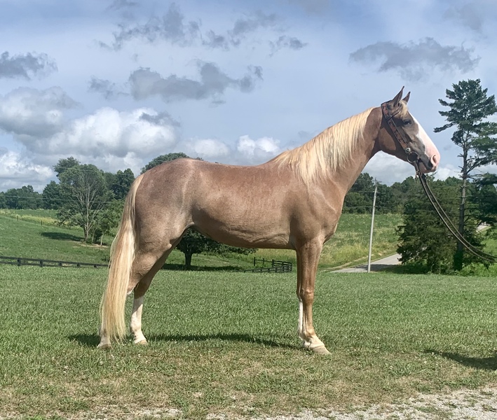 Beautiful Strawberry Roan Trail Horse For Sale in Casey, Kentucky