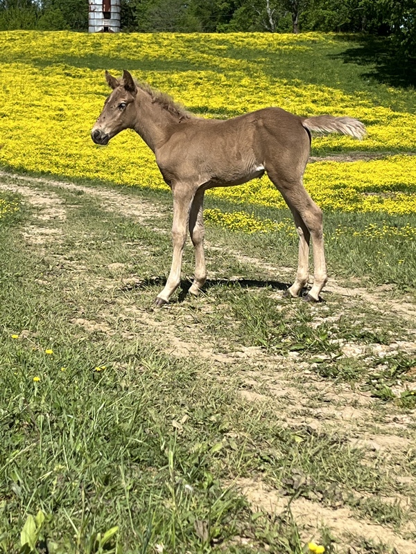 Sweet Desensitized Chocolate Yearling Filly 