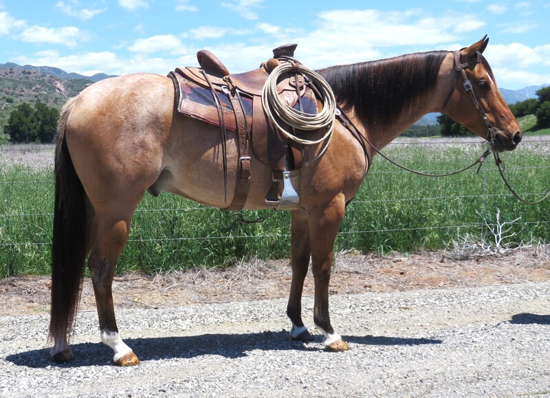 7 YEAR OLD 15.2 HAND RED ROAN GELDING +++VIDEO+++