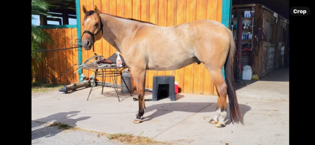 7 YEAR OLD 15.2 HAND RED ROAN GELDING +++VIDEO+++