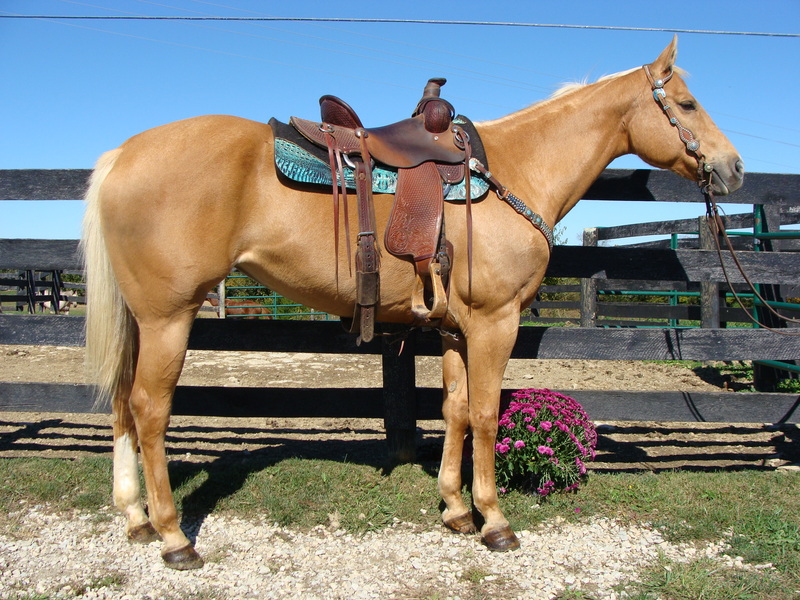SUPER GENTLE WELL TRAINED GOLDEN PALOMINO QUARTER HORSE MARE For Sale