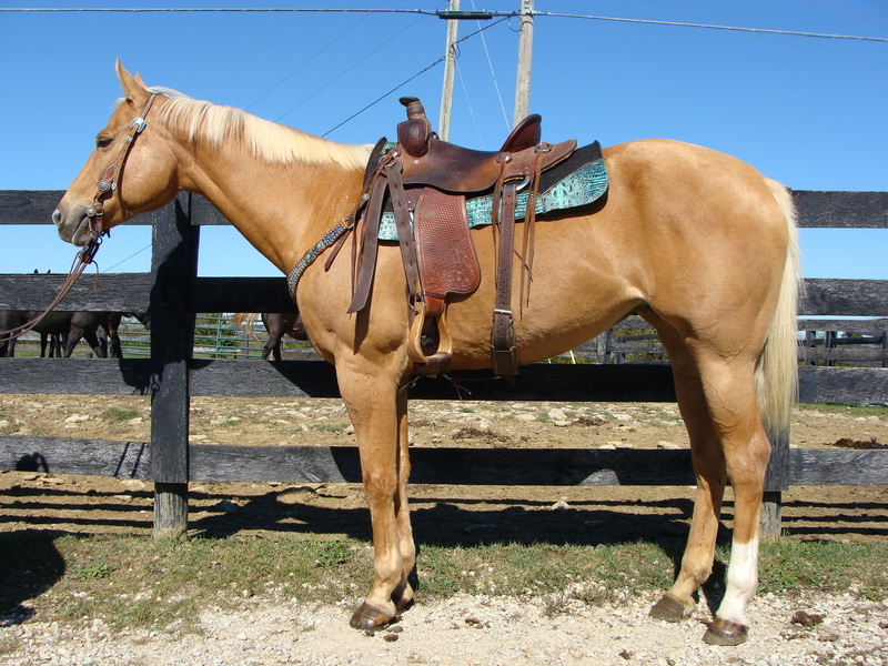 SUPER GENTLE WELL TRAINED GOLDEN PALOMINO QUARTER HORSE MARE For Sale