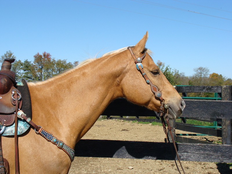 SUPER GENTLE WELL TRAINED GOLDEN PALOMINO QUARTER HORSE MARE For Sale in Fleming, Kentucky