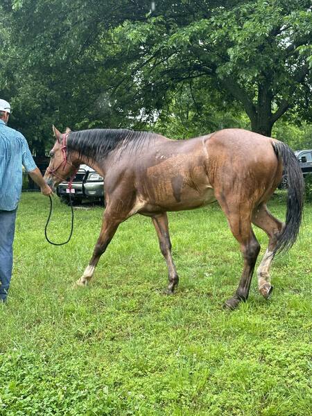 Beautiful Bay Roan All Around Ranch/Trail 