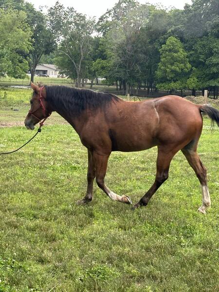 Beautiful Bay Roan All Around Ranch/Trail 