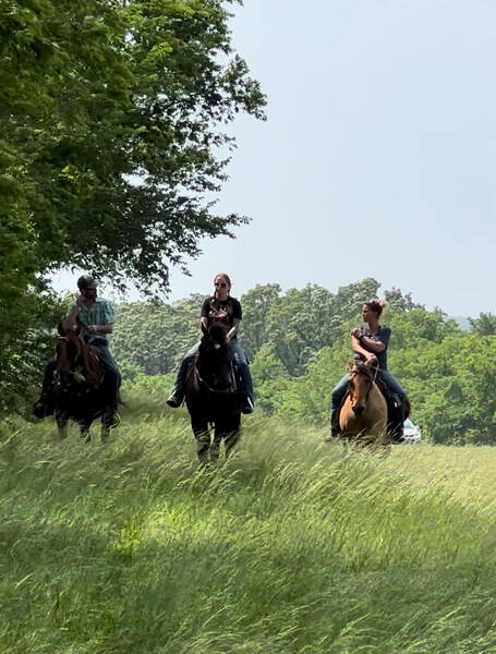 Beautiful Bay Roan All Around Ranch/Trail 