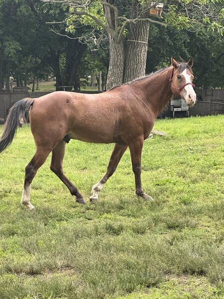 Beautiful Bay Roan All Around Ranch/Trail 