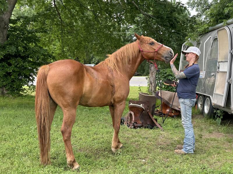 Beautiful Bay Roan All Around Ranch/Trail 