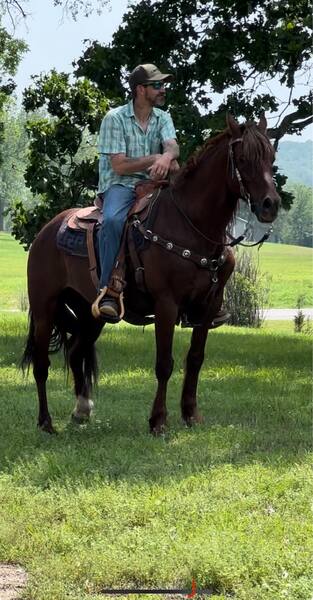 Beautiful Bay Roan All Around Ranch/Trail 