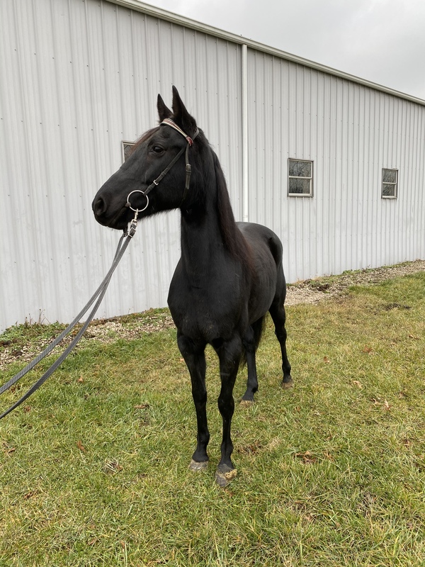 Beautiful Black Seasoned Trail Horse For Sale in Montgomery, Kentucky
