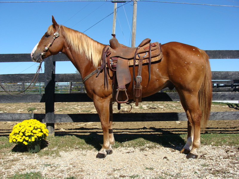 VERY BROKE SORREL QUARTER HORSE GELDING USED FOR RANCH WORK For Sale in