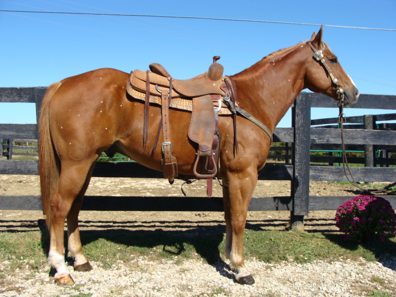 VERY BROKE SORREL QUARTER HORSE GELDING USED FOR RANCH WORK For Sale in