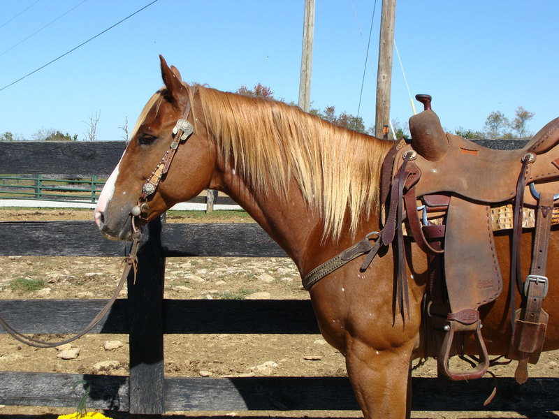 VERY BROKE SORREL QUARTER HORSE GELDING USED FOR RANCH WORK For Sale in