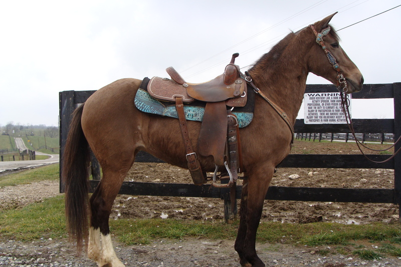 REGISTERED BUCKSKIN PASO FINO MARE, VERY WELL BROKE, YOUTH RIDDEN For