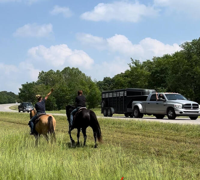 Gorgeous Dun & Palomino Geldings Ranch/Trail Deluxe