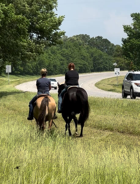 Gorgeous Dun & Palomino Geldings Ranch/Trail Deluxe