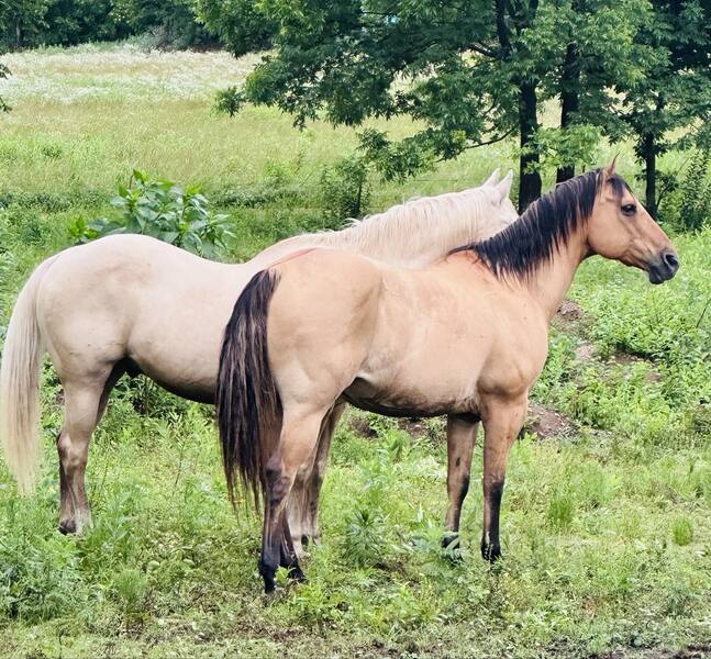 Gorgeous Dun & Palomino Geldings Ranch/Trail Deluxe