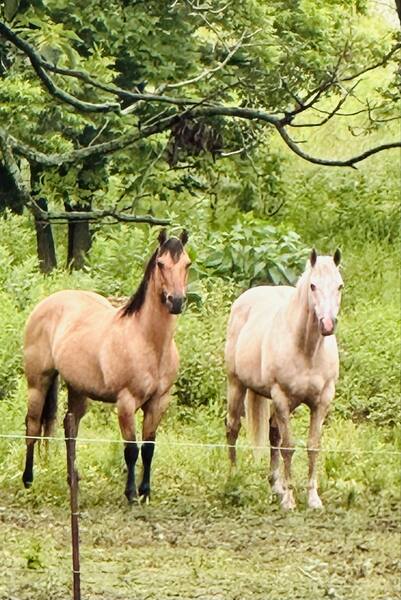 Gorgeous Dun & Palomino Geldings Ranch/Trail Deluxe