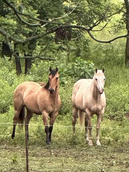 Gorgeous Dun & Palomino Geldings Ranch/Trail Deluxe