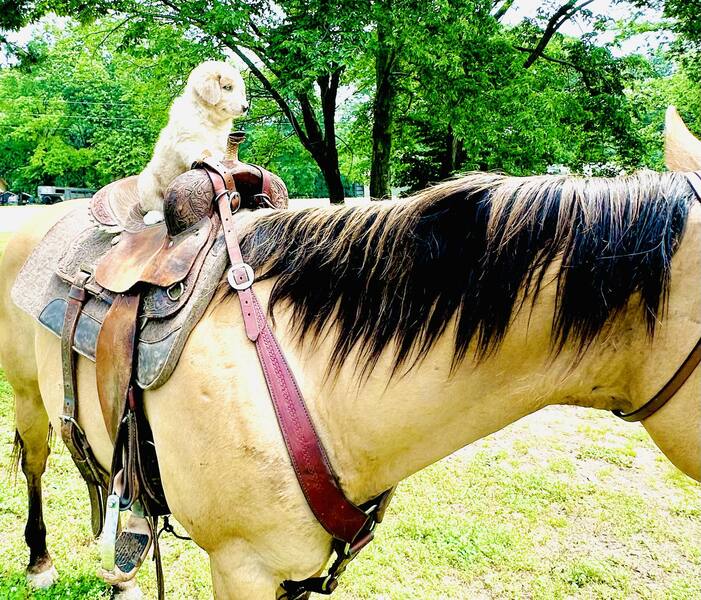 Gorgeous Dun & Palomino Geldings Ranch/Trail Deluxe