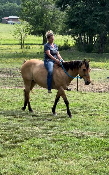 Gorgeous Dun & Palomino Geldings Ranch/Trail Deluxe