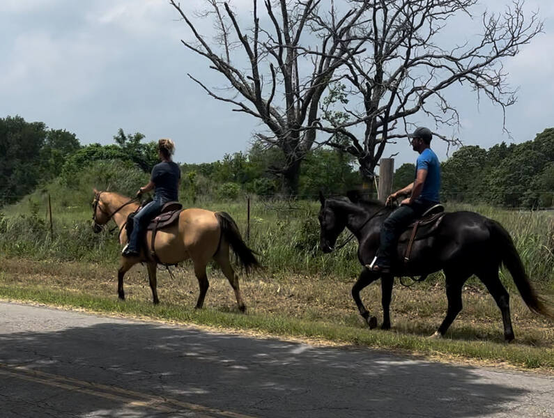 Gorgeous Dun & Palomino Geldings Ranch/Trail Deluxe