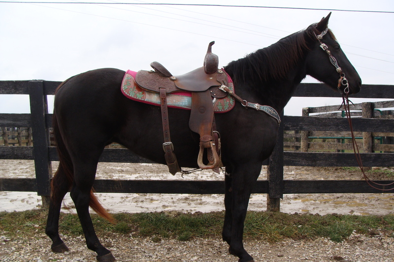 GENTLE BLACK QUARTER HORSE MARE, QUIET AND EASY TO RIDE, USED FOR