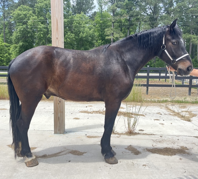 Bay Percheron cross