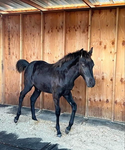 Gorgeous Sweet Well Bred Yearling Colt 